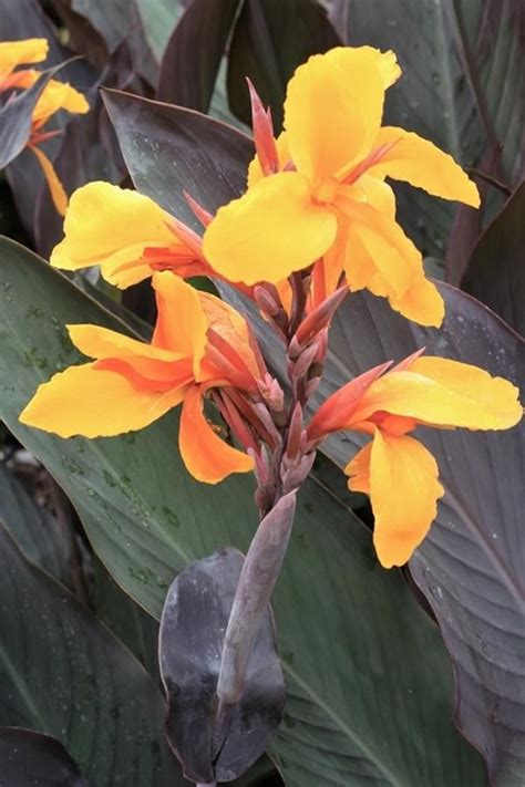 Canna Pacific Beauty Pacific Beauty Canna Lily For Sale 2400