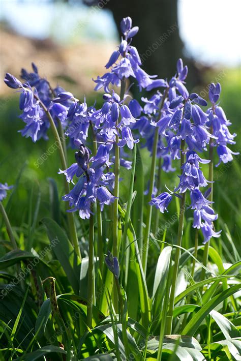 Spanish Bluebells Stock Image C0446218 Science Photo Library