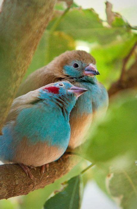 Beauty Of Nature 100 Brilliant Examples Of Bird Photography Artofit