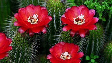 Todos los contenidos se publican bajo la licencia pixabay, que los hace seguros para usar sin pedir permiso o dar crédito al artista, incluso con fines comerciales. BANCO DE IMÁGENES GRATIS: Imágenes de flores y rosas para ...