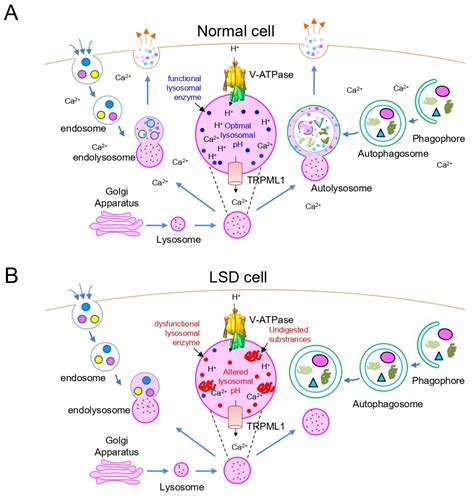 Cells Free Full Text Potential Treatment Of Lysosomal Storage