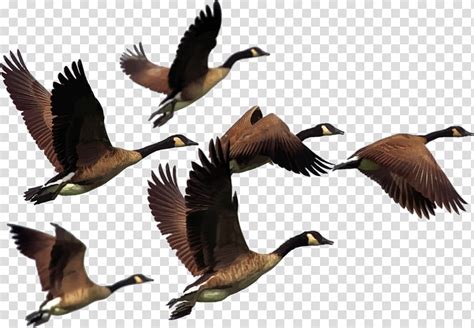 Free Download Flying Geese Flight Of Birds Transparent Background
