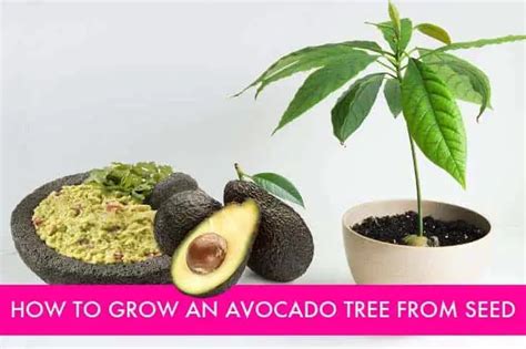 Diy How To Grow Your Own Avocado Tree 1001 Gardens