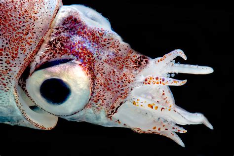 Bobtail Squid Heteroteuthis Dagamensis Photograph By Danté Fenolio