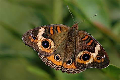 Field Biology in Southeastern Ohio: Butterflies