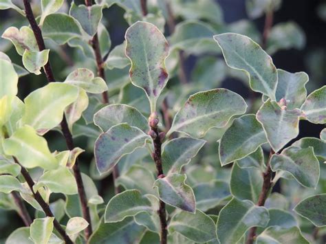 Pittosporum Ten Arundel Green Van Arnhem Nursery