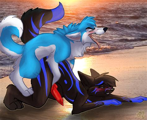 Rule 34 2013 Anthro Anthro On Feral Beach Blondefoxy Blush Canine