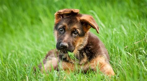 German Shepherd Dog Names 200 Different Male And Female Names