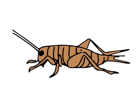 Cricket Insect No Background Png Play
