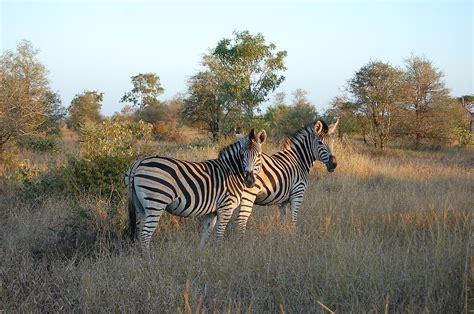 Kruger National Park Wikipedia