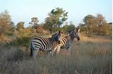 Images Kruger National Park