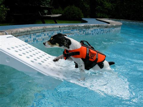 My dog loves to swim, but had a hard time climbing out of the pool himself. Amazon.com : Skamper Ramp SKR4 Escape Ramp, 25 by 13 by 6.5-Inch : Swimming Pool Ladders : Pet ...