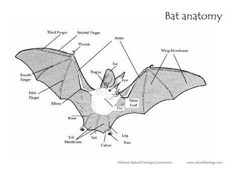 Bat Anatomy Worksheet For 4th 5th Grade Lesson Planet