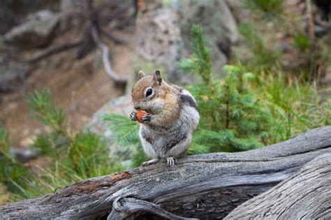 Normally, they tend to forage for food on the ground within underbrush and logs, and for good reasons. Do Chipmunks Eat Mice? - Mice for Chipmunks (2021 ...