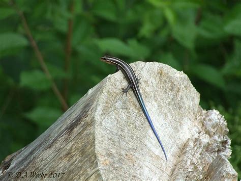 Five Lined Skink Female A Quick Pose For The Camera Befo Flickr