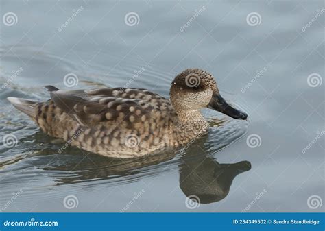 A Marbled Duck Or Marbled Teal Marmaronetta Angustirostris Swimming