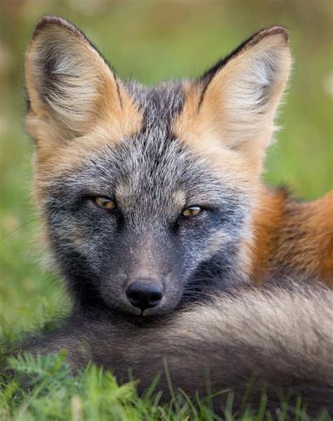 Cross Fox By © Bkcrossman Animals Beautiful Fox Animals Wild