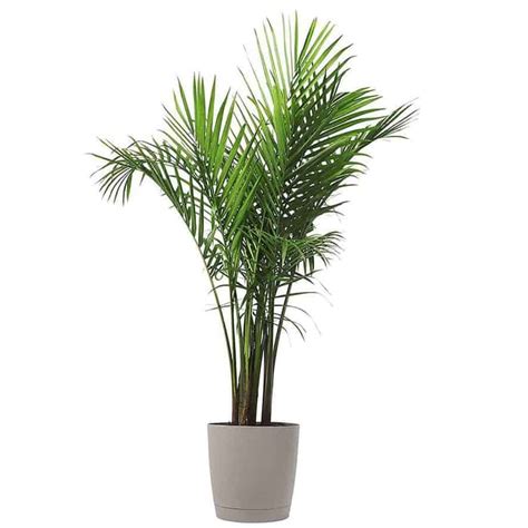 Indoor Palm Plants 15 Best Types Indoor Gardening