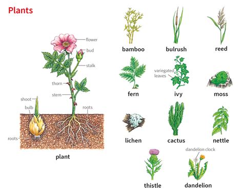 Plant1 Noun Definition Pictures Pronunciation And Usage Notes