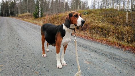 Finnish Hound Dog Breed Guide Pictures Care And More Pet Keen