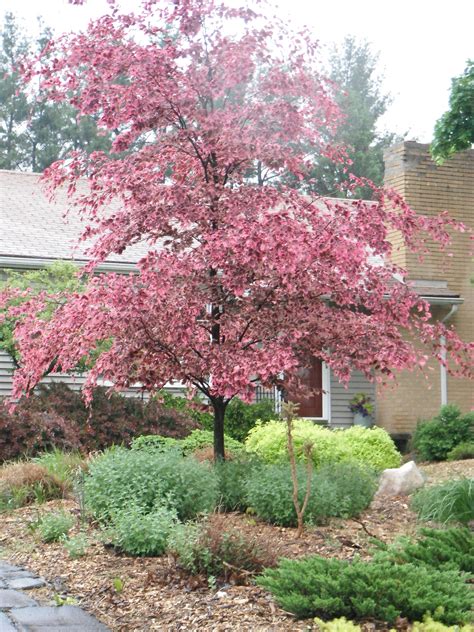 Tricolor Beech In The Spring Landscaping Trees Front Garden