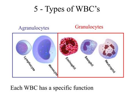 5 Types Of White Blood Cells Spesial 5 Images And Photos Finder