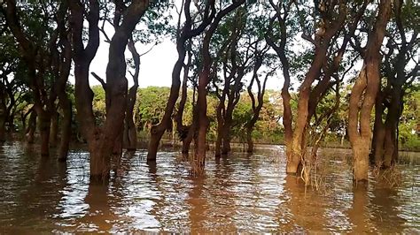 Floating Forest In Cambodia2017 Youtube