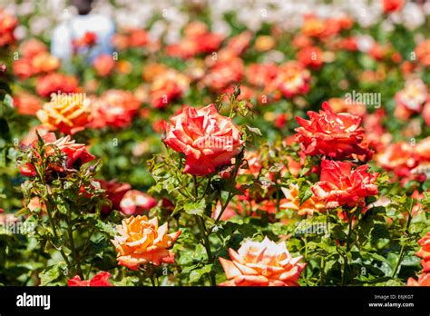 Queen Marys Rose Garden In Regents Park London Stock Photo Alamy