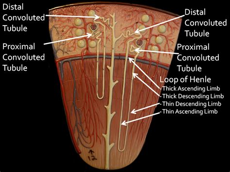 The endothelial cells, which line the luminal surface of the blood vessels, have flattened to ovoid nuclei. NEPHROCALCINOSIS | Kidney Stone Evaluation And Treatment Program