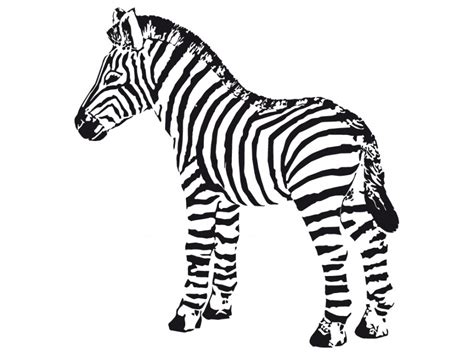 Coloring pages are fun for children of all ages and are a great educational tool that helps children develop fine motor skills, creativity and color recognition! Free Cartoon Zebras, Download Free Cartoon Zebras png ...