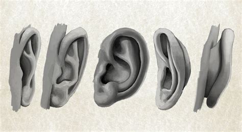 Drawing The Human Ear With Confidence Human Figure Drawing Figure
