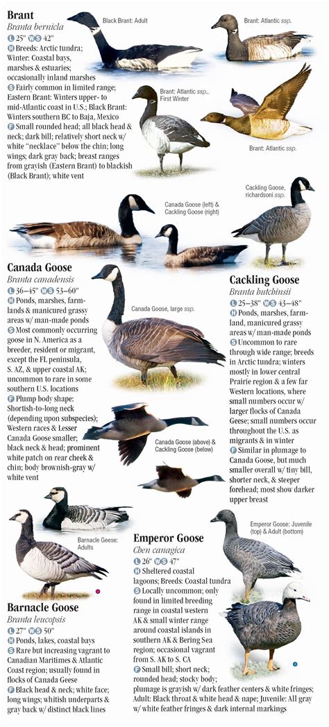 Waterfowl Of North America Quick Reference Publishing Wholesale