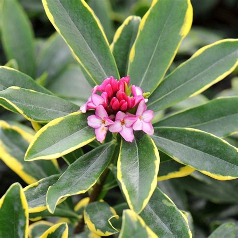 Buy Daphne Daphne Odora Aureomarginata