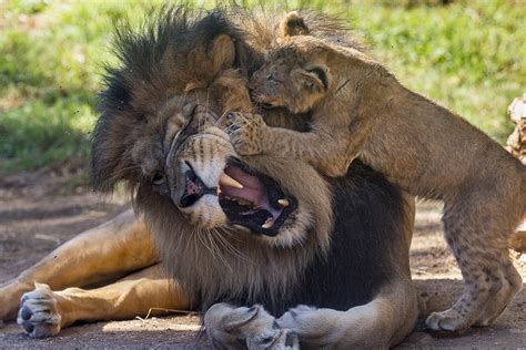Pride Of Safari Park Lion Cubs Play With Dad At Last Times Of San Diego