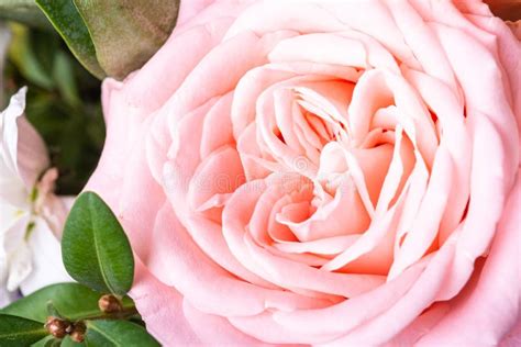 Pink Tender Elegant Flower Rose With Green Leaves Close Up Stock Photo