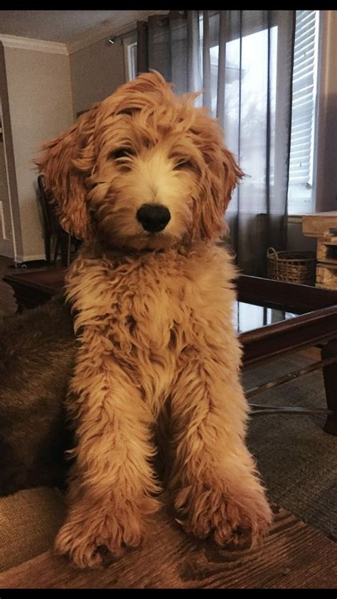 Golden retriever puppy for sale in laurens, sc, usa. 2027 best Doodles, doodles and more doodles! images on Pinterest | Puppies, Adorable animals and Dog