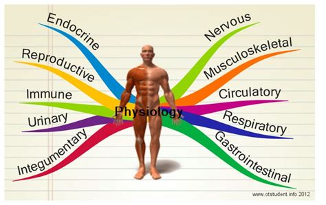 Physiology Occupational Therapy Student Infothis Is Really