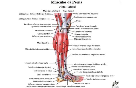 Músculos Da Perna Anatomia Papel E Caneta