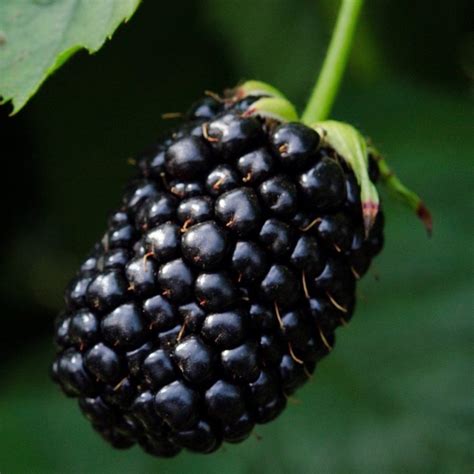 Arapaho Blackberry Plant For Sale 6 12 Bareroot Organic