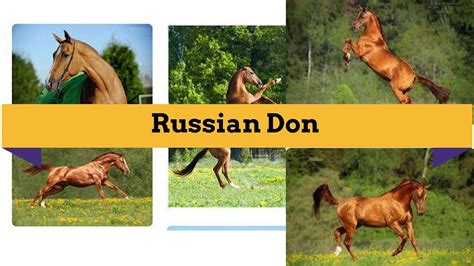 Russian Don Is The Most Popular Horse Breeds Youtube