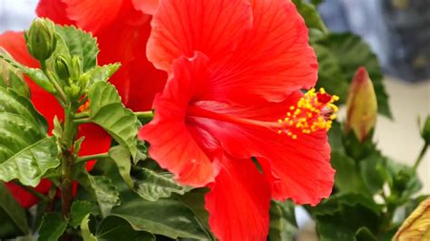 Tropical Hibiscus Year Round Youtube