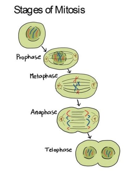 Meiosis Stages Pmat 1 Exam 1 Biology 202 With Cripps At University