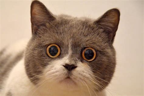 Muzzle Of British Cat With Big Eyes Frightened Animal Stock Image