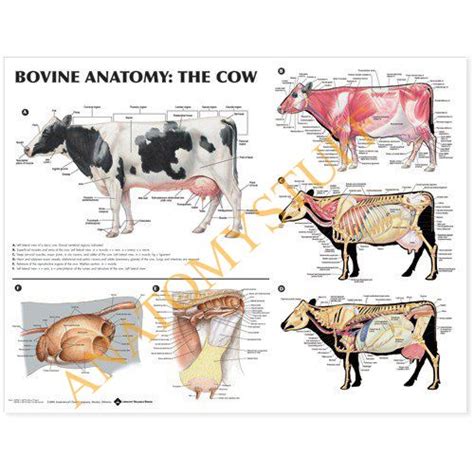 Bovine Anatomy Laminated Chart Poster Large Animal Vet Animal