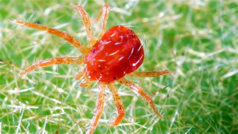 Parasiten So Prüfen Sie Ihren Garten Auf Quälende Grasmilben Welt