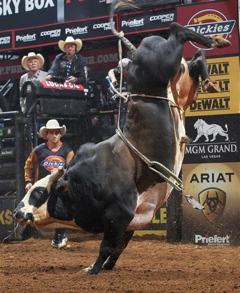 Bull Riding Pbr Bull Riders Bull Riders