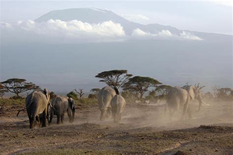 3 Days Amboseli National Park Safari East African Jungle Safaris