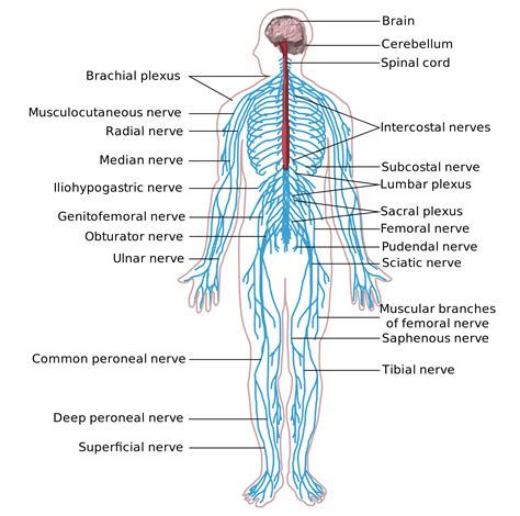 Draw a neat labeled diagram to show how hypermetropia can be rectified. Anatomy and Physiology ~ Understanding the Nervous System ...