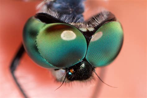 Green Insects Bug Mantis Macro Close Up Nature Wallpaper