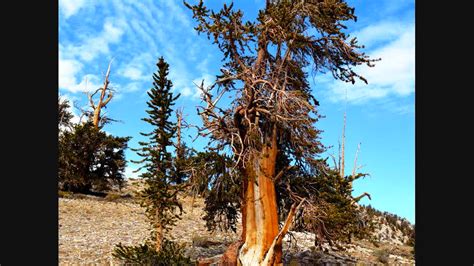 Ancient Bristlecone Pine Trees Bristlecone Pines Are The O Flickr